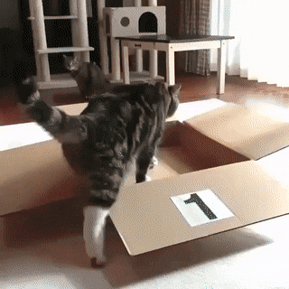 박스에 환장하는 고양이gif | 인스티즈