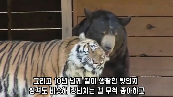 곰 사자 호랑이의 우정 | 인스티즈