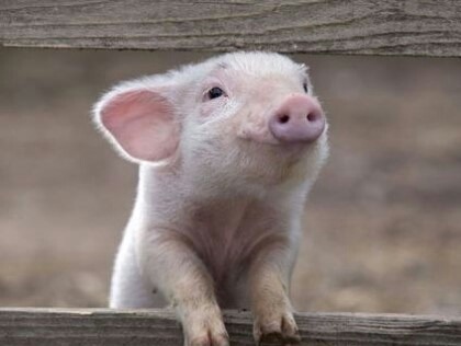 귀여운 예비삼겹살들 | 인스티즈