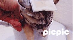 집사 물온도가 차구나 | 인스티즈