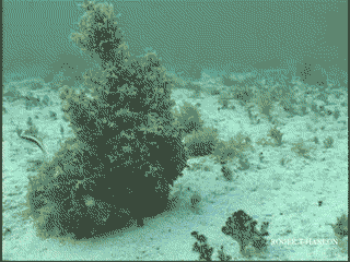 문어의 위장술.GIF | 인스티즈