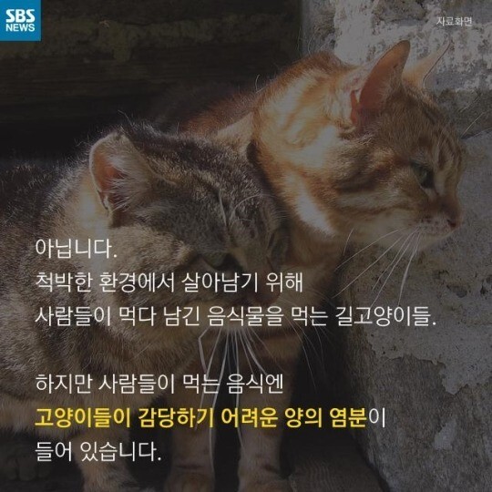 길에서 고양이 보면 만지지 마세요 추르 주지 마세요 | 인스티즈