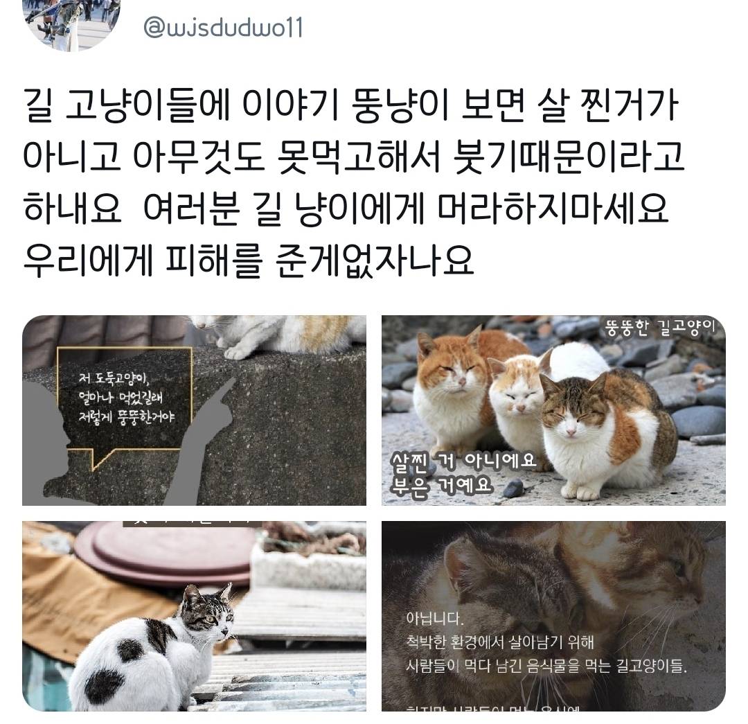 길에서 고양이 보면 만지지 마세요 추르 주지 마세요 | 인스티즈