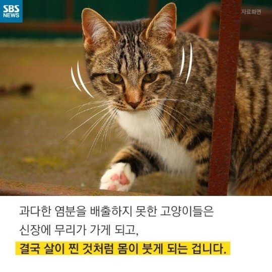 길에서 고양이 보면 만지지 마세요 추르 주지 마세요 | 인스티즈