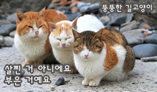 길에서 고양이 보면 만지지 마세요 추르 주지 마세요 | 인스티즈