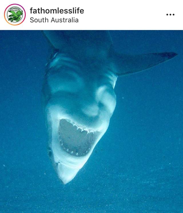 사람 얼굴이 보이는 상어 | 인스티즈