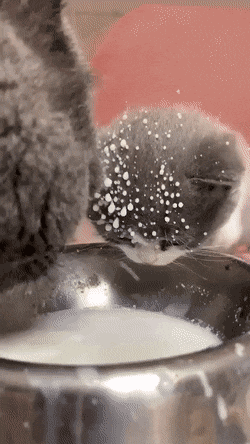 귀여운 아깽이 | 인스티즈