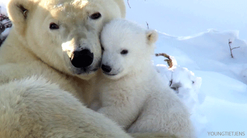 너무 귀여운 아기 북극곰.gif | 인스티즈