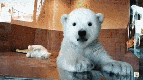 너무 귀여운 아기 북극곰.gif | 인스티즈