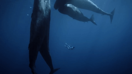 실제 고래 크기 체감짤 | 인스티즈