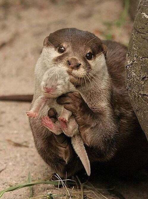 귀여운 엄마 수달과 아기 수달.jpg | 인스티즈
