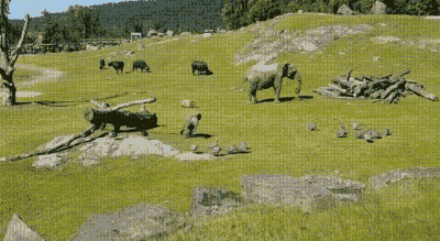 새들이랑 같이 놀고싶은 아기코끼리.gif | 인스티즈