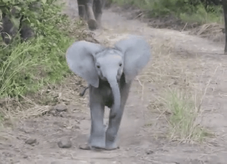 사람들이 자기를 안무서워해서 당황한 애기 코끼리. gif | 인스티즈