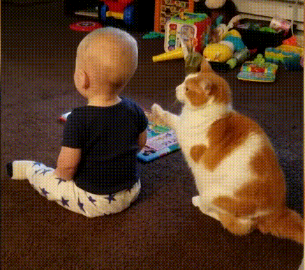 아기 집사에게 놀자고 하는 고양이.gif | 인스티즈