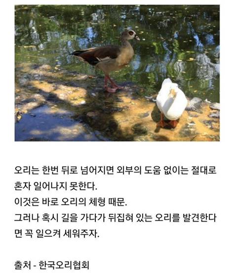 길을 가다 뒤집힌 오리를 발견하면 멈춰야하는 이유 | 인스티즈