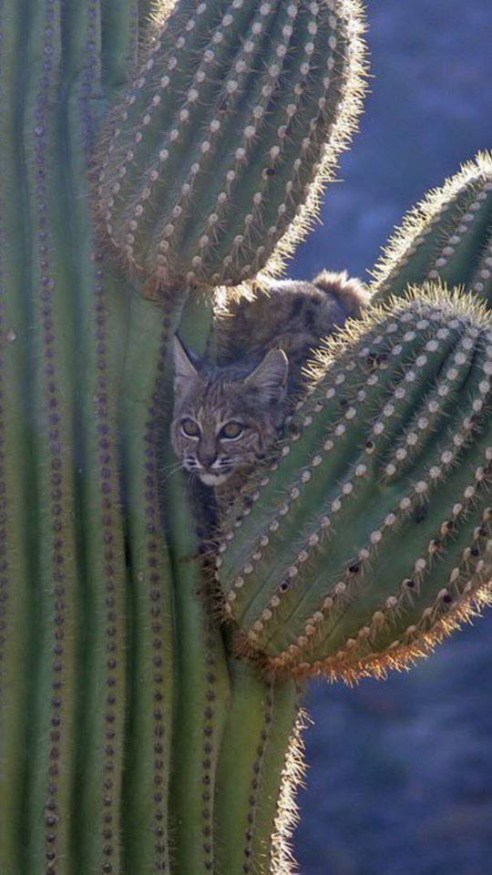 사막에 사는 고양이는 위험하면 선인장 꼭대기로 올라감 | 인스티즈