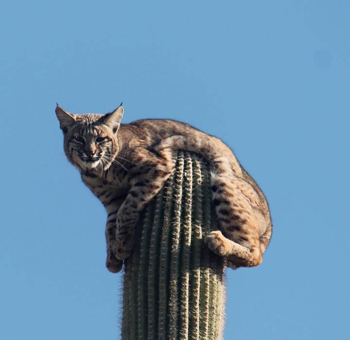 사막에 사는 고양이는 위험하면 선인장 꼭대기로 올라감 | 인스티즈