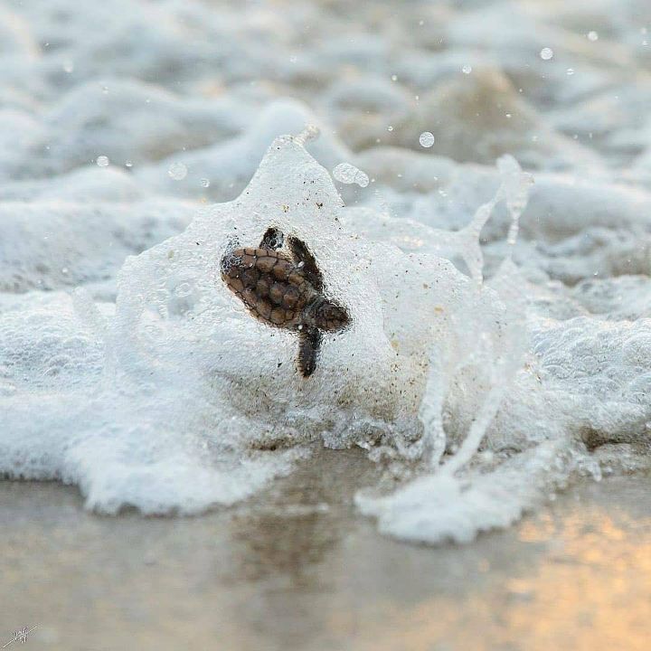 마음이 몽글몽글해지는 아기바다거북이 | 인스티즈