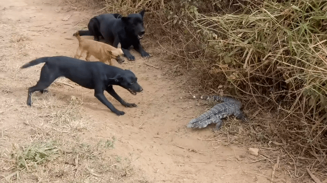 개5 vs 도마뱀1 싸움 | 인스티즈