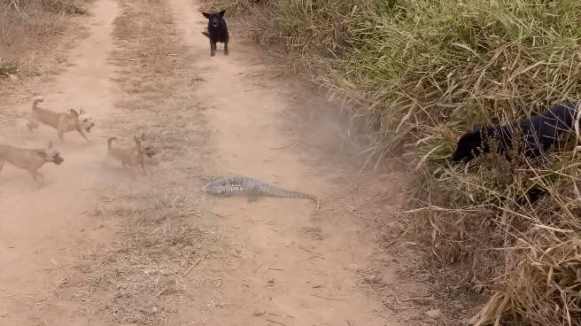 개5 vs 도마뱀1 싸움 | 인스티즈