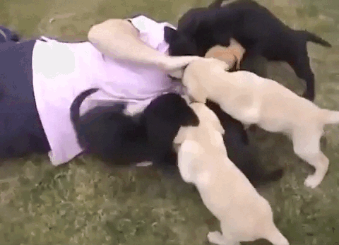 9마리 개들에게 물어뜯기는 남자 (혐오주의) | 인스티즈