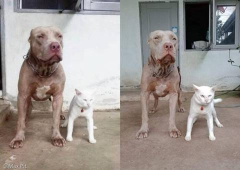 핏불과 같이 자란 고양이.jpg | 인스티즈