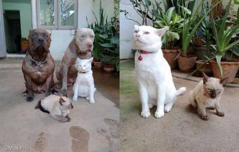 핏불과 같이 자란 고양이.jpg | 인스티즈