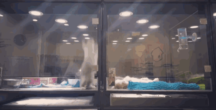 펫샵에서 케이지 탈출까지 감행한 아기 고양이가 향한 곳... | 인스티즈