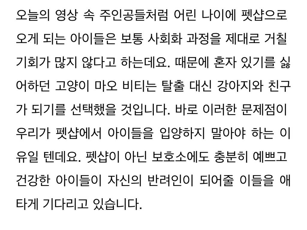 펫샵에서 케이지 탈출까지 감행한 아기 고양이가 향한 곳... | 인스티즈