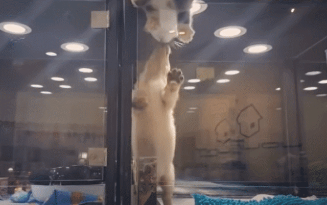 펫샵에서 케이지 탈출까지 감행한 아기 고양이가 향한 곳... | 인스티즈