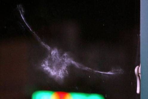 고양이 목도리가 정말 새 개체수 보존에 효과적일까? | 인스티즈