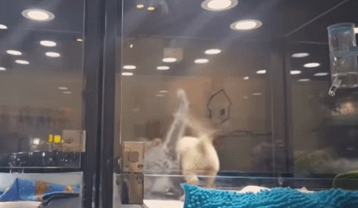 펫샵에서 케이지 탈출까지 감행한 아기 고양이가 향한 곳... | 인스티즈