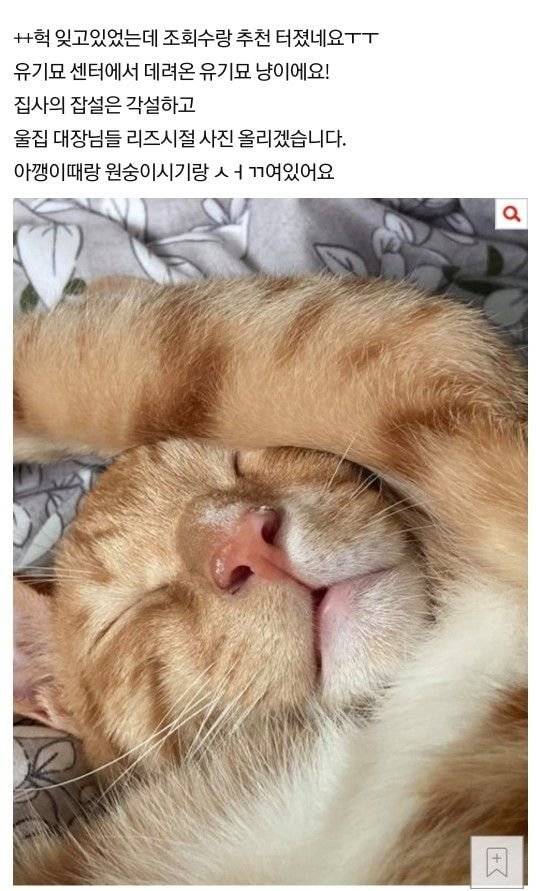 우리집 고양이 없어졌는데ㅜ | 인스티즈