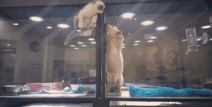 펫샵에서 케이지 탈출까지 감행한 아기 고양이가 향한 곳... | 인스티즈