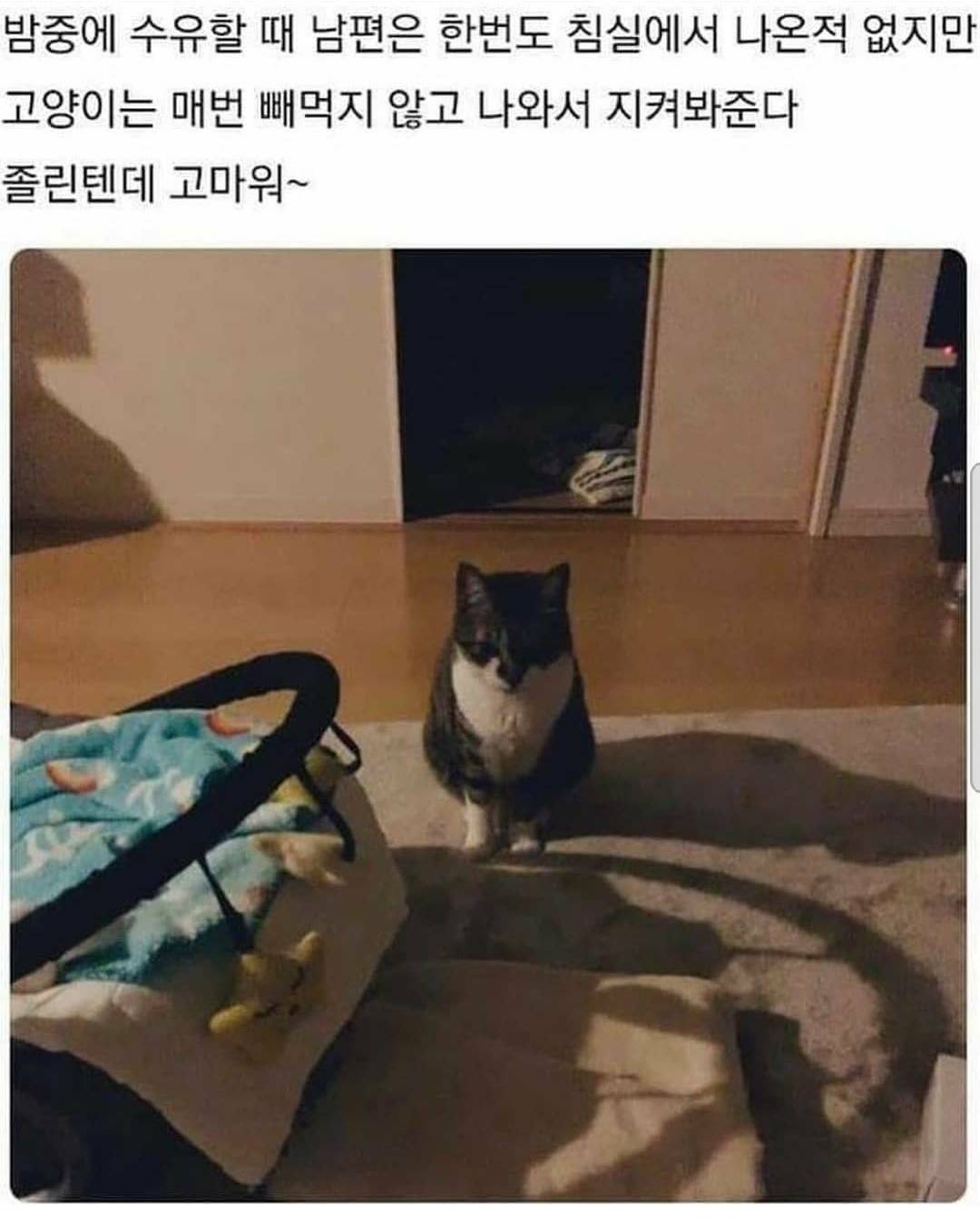 고양이의 의리.jpg | 인스티즈