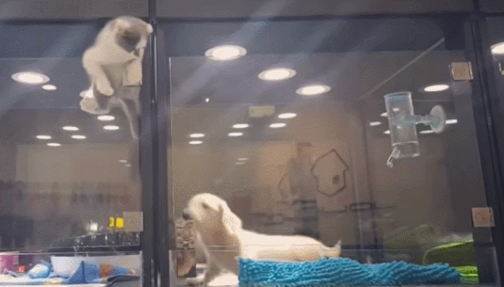 펫샵에서 케이지 탈출까지 감행한 아기 고양이가 향한 곳... | 인스티즈