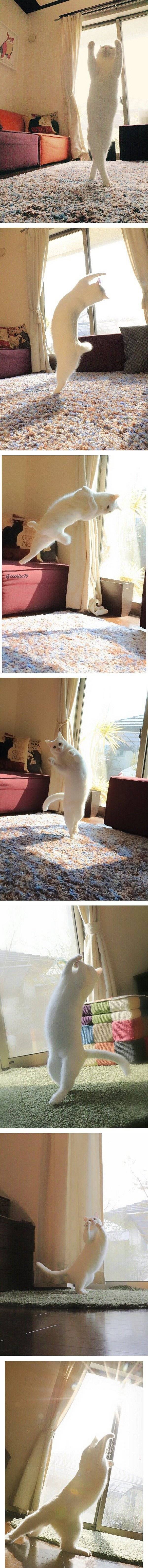 고양이로 환생한 발레리나 | 인스티즈