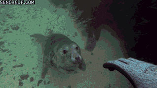 바닷속 강아지라는 물범 | 인스티즈