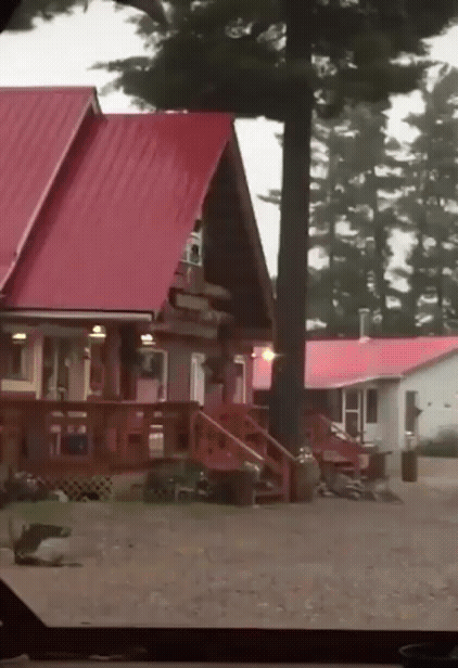 벼락 맞는 나무.gif | 인스티즈