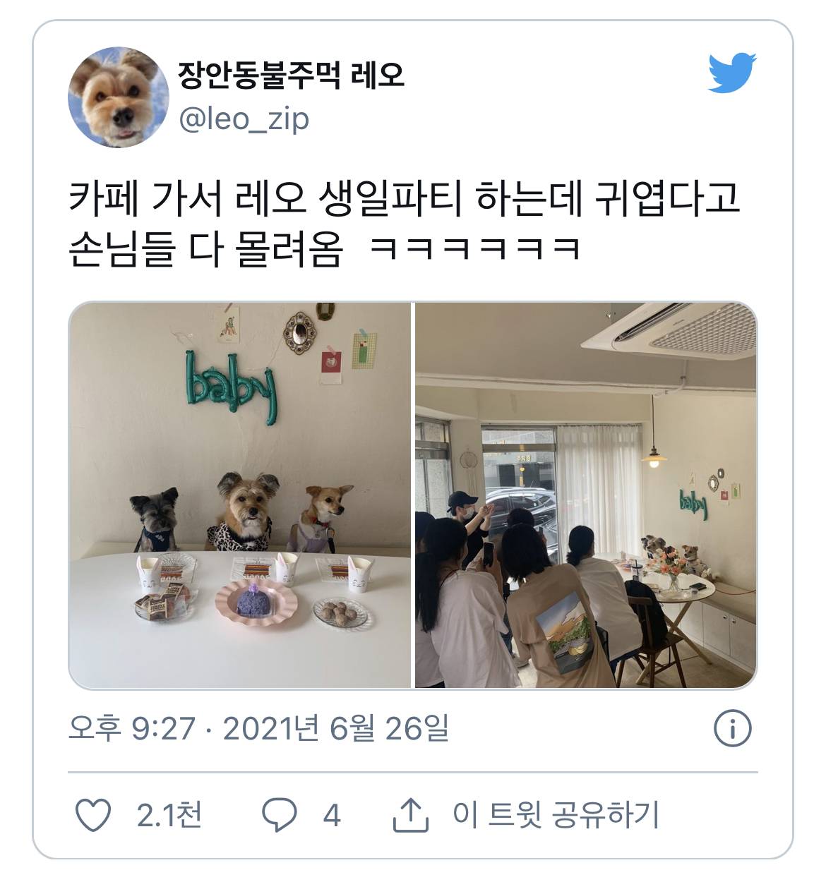 생일파티하는 강아지를 본 사람들 | 인스티즈