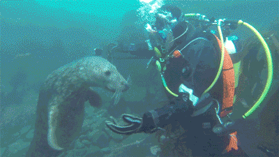 바닷속 강아지라는 물범 | 인스티즈