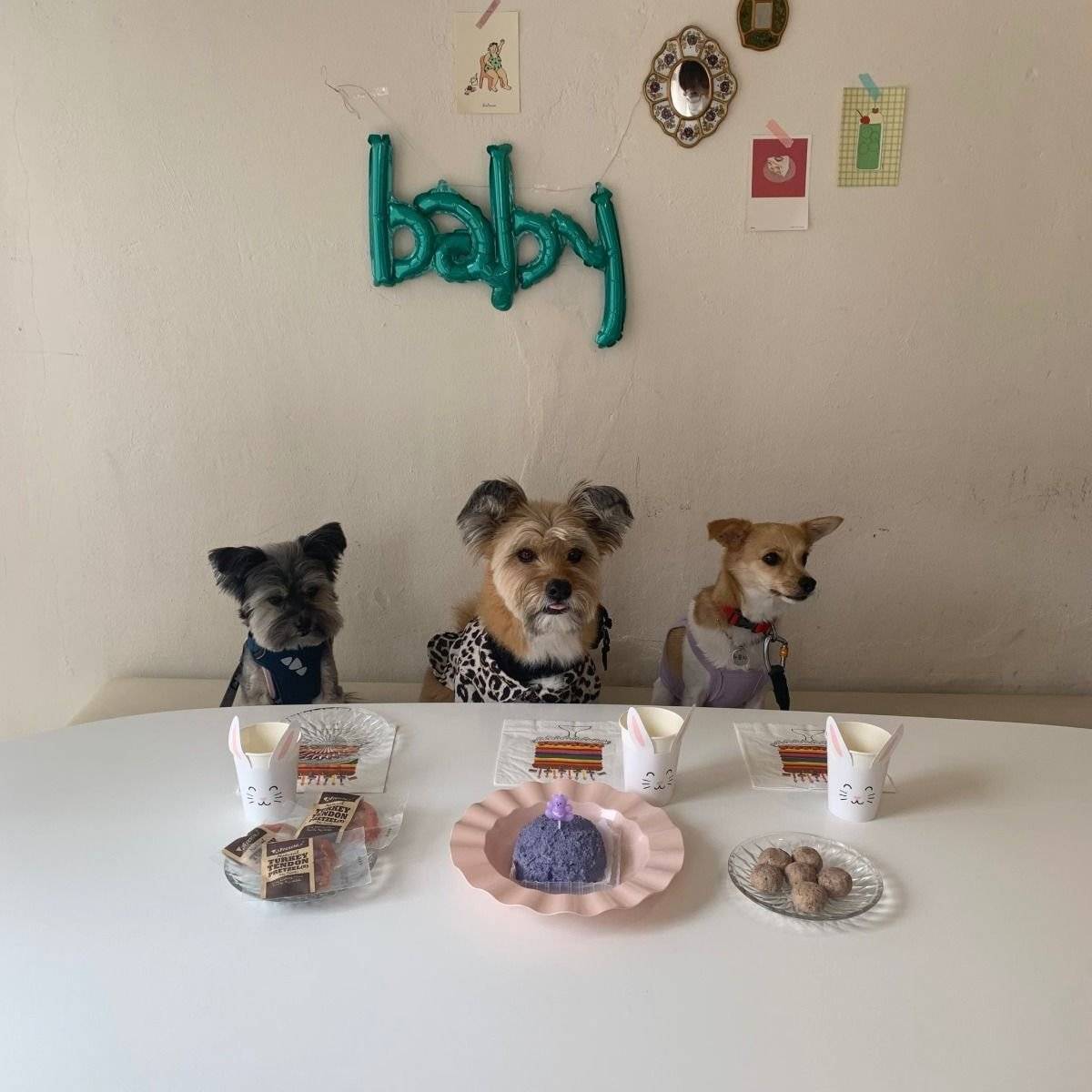 생일파티하는 강아지를 본 사람들 | 인스티즈