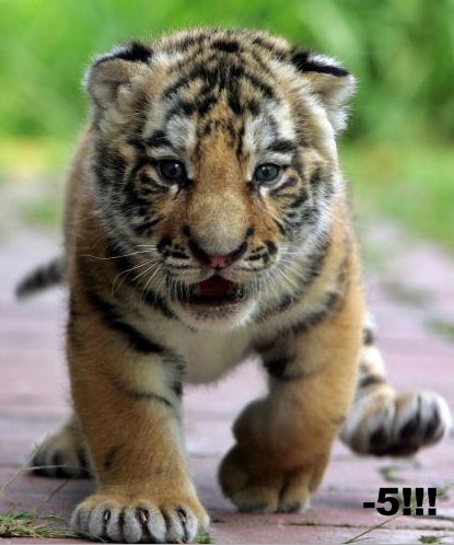 새끼 호랑이.jpgif | 인스티즈