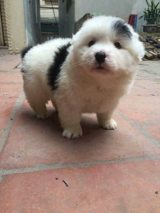 할머니집에 모르는 강아지가 있었어요.jpg | 인스티즈