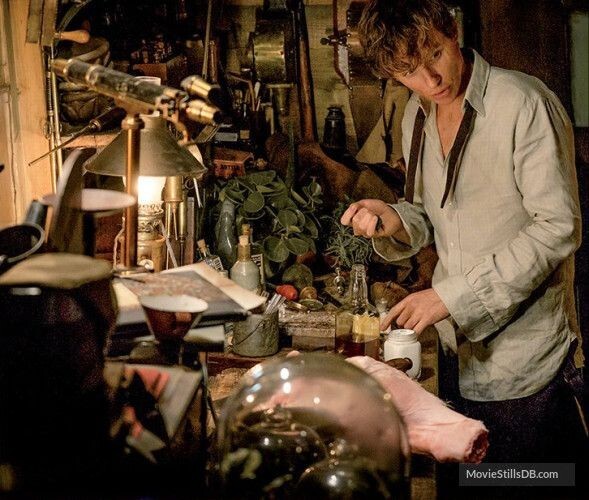 "그것이 옳은 일이기에 했다” 해리포터 세계관의 후플푸프와 뉴트 스캐맨더에 대해 | 인스티즈