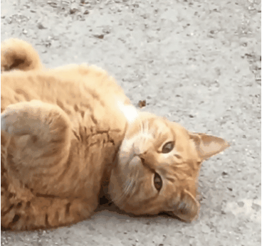 대낮부터 한 잔 걸친 고양이.gif | 인스티즈