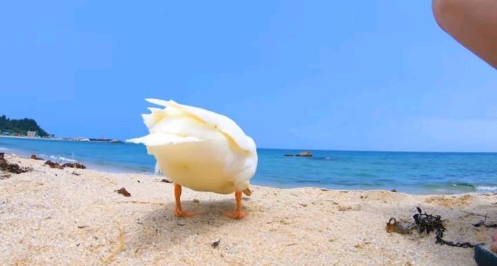 오리와 함께 바다에가면 생기는 일 | 인스티즈