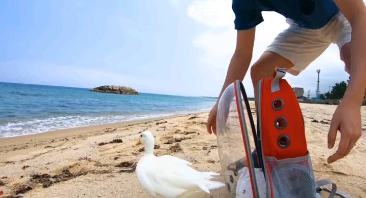 오리와 함께 바다에가면 생기는 일 | 인스티즈