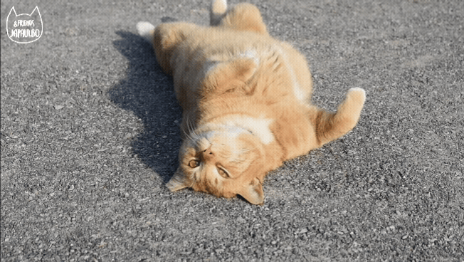 대낮부터 한 잔 걸친 고양이.gif | 인스티즈