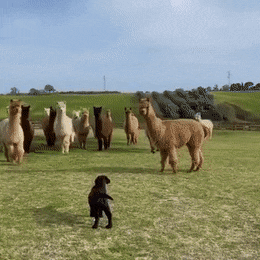 겁이 많은 알파카 gif | 인스티즈